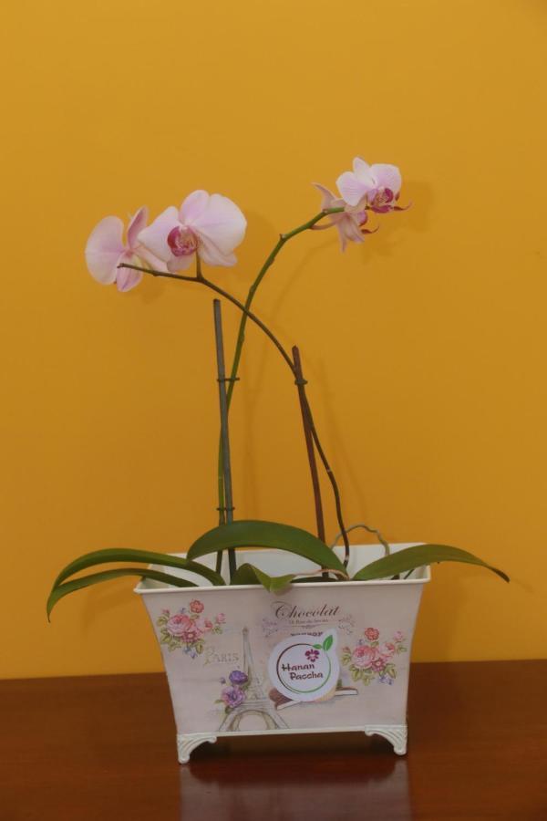 Flor Del Valle Posada Tarapoto Dış mekan fotoğraf